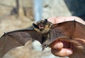Bat 12 Royalty Free Stock Photo