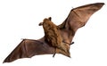 Bat