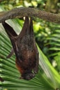 A Bat