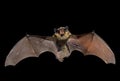 Bat 6 Royalty Free Stock Photo
