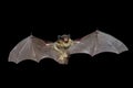 Bat 8 Royalty Free Stock Photo