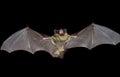 Bat 9 Royalty Free Stock Photo