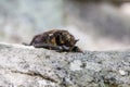 Bat accidentally flew by day on the rocks seven brothers in the Sverdlovsk region