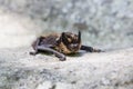 Bat accidentally flew by day on the rocks seven brothers in the Sverdlovsk region