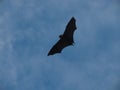 Flying fox bat Royalty Free Stock Photo