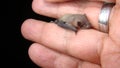 Bat. baby bat on hand Veterinarian examining a bat Birth of new life, cute baby animal, life ,cute animal, beautiful animal. Veter