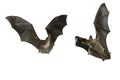 Bat buzzard, myotis myotis, flying with white background