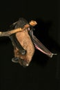 Bat on black Royalty Free Stock Photo
