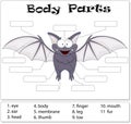 Bat body parts. Animal anatomy in English Royalty Free Stock Photo