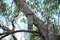 Bat box affixed to eucalyptus tree in Perth Western Australia