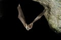 Bat buzzard, myotis myotis, flight in his cave Royalty Free Stock Photo