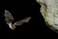 Bat buzzard, myotis myotis, flight in his cave Royalty Free Stock Photo