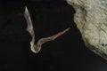 Bat buzzard, myotis myotis, flight in his cave Royalty Free Stock Photo