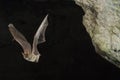 Bat buzzard, myotis myotis, flight in his cave Royalty Free Stock Photo