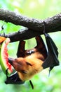 Bat (Chiroptera)