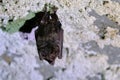 Bat Chiroptera Royalty Free Stock Photo