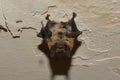 Bat clinging to the ceiling by its feet. Closeup of head, nose, eyes, belly, wings and legs