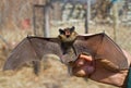 Bat 11 Royalty Free Stock Photo