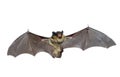 Bat 3 Royalty Free Stock Photo