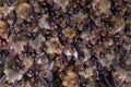 Bat colony in cave. Greater mouse-eared bat, Myotis myotis, in the nature cave habitat, Cesky kras, Czech Rep. Underground animal Royalty Free Stock Photo