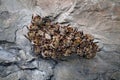 Bat colony in cave. Greater mouse-eared bat, Myotis myotis, in the nature cave habitat, Cesky kras, Czech Rep. Underground animal