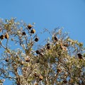 Bat colony in Centennial Park in Sydney Royalty Free Stock Photo