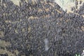 Bat colony Royalty Free Stock Photo