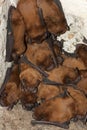 Bat colony Royalty Free Stock Photo