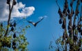 Bat colony in trees under blue sky Royalty Free Stock Photo