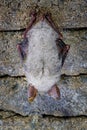 Bat cover water drops in the fur cat.  Greater mouse-eared bat, Myotis myotis, in the nature cave habitat, Cesky kras, Czech Rep. Royalty Free Stock Photo