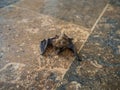 A bat crawling on the marble floor of a shopping center, Greece Royalty Free Stock Photo