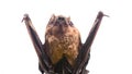 Bat detector. Dummy of bat white background. Ugly bat. Forelimbs adapted as wings. Museum of nature. Mammals naturally