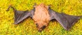 Bat detector. Ugly bat. Dummy of wild bat on grass. Wild nature. Forelimbs adapted as wings. Mammals naturally capable Royalty Free Stock Photo