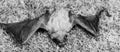 Bat detector. Ugly bat. Dummy of wild bat on grass. Wild nature. Forelimbs adapted as wings. Mammals naturally capable