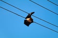 Bat died due to electrical shock hanging in the electric line