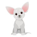 Little cute chihuahua dog with big pink ears sits Royalty Free Stock Photo