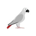 Illustration of a gray parrot with red feathers in its tail side view Royalty Free Stock Photo