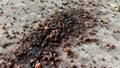 Bat droppings scattered Royalty Free Stock Photo