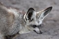 Bat Eared Fox Royalty Free Stock Photo