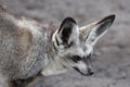 Bat Eared Fox