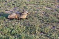 Bat-eared Fox Royalty Free Stock Photo