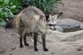 Bat Eared Fox Royalty Free Stock Photo