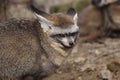 Bat-eared fox Royalty Free Stock Photo