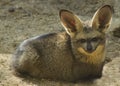 Bat Eared Fox Royalty Free Stock Photo