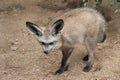Bat-eared Fox Royalty Free Stock Photo