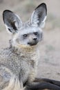 Bat Eared Fox Royalty Free Stock Photo