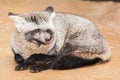 Bat-eared fox Royalty Free Stock Photo
