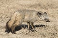 bat eared fox. Royalty Free Stock Photo