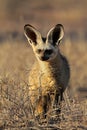 Bat-eared fox Royalty Free Stock Photo