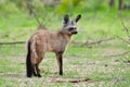 Bat-Eared Fox alert pose. Royalty Free Stock Photo